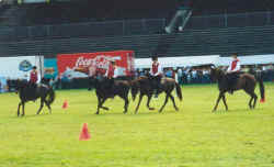 Pi01.jpg (41485 Byte)